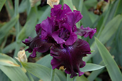 Badlands Iris (Iris 'Badlands') at A Very Successful Garden Center