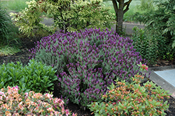 Anouk Supreme Spanish Lavender (Lavandula stoechas 'Anouk Supreme') at A Very Successful Garden Center