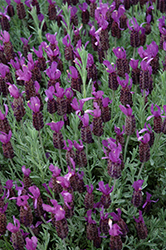 Anouk Supreme Spanish Lavender (Lavandula stoechas 'Anouk Supreme') at Lakeshore Garden Centres