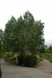 Whitebark Himalayan Birch (clump) (Betula utilis 'var. jacquemontii (clump)') at A Very Successful Garden Center