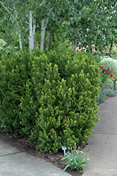 Hicks Yew (Taxus x media 'Hicksii') at A Very Successful Garden Center