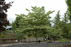 June Snow Giant Dogwood (Cornus controversa 'June Snow-JFS') at A Very Successful Garden Center