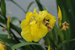 Yellow Flag Iris (Iris pseudacorus) at Stonegate Gardens