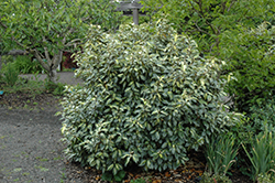 Variegated Silverberry (Elaeagnus pungens 'Aureomaculata') at Stonegate Gardens