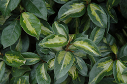 Variegated Silverberry (Elaeagnus pungens 'Aureomaculata') at A Very Successful Garden Center