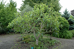 Negronne Fig (Ficus carica 'Negronne') at A Very Successful Garden Center