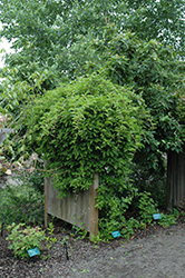 Magnolia Vine (Schisandra chinensis) at A Very Successful Garden Center