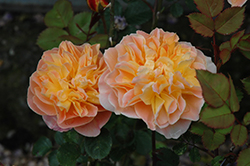 The Impressionist Rose (Rosa 'CLEpainter') at A Very Successful Garden Center