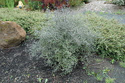 Corokia Cotoneaster (Corokia cotoneaster) at Lakeshore Garden Centres