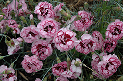 London Delight Pinks (Dianthus 'London Delight') at A Very Successful Garden Center