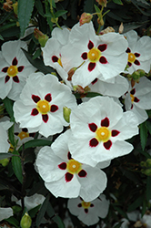 Bicolor Rockrose (Cistus ladanifer 'Bicolor') at Stonegate Gardens