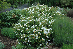 Bicolor Rockrose (Cistus ladanifer 'Bicolor') at A Very Successful Garden Center