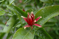 Spice Bush (Calycanthus occidentalis) at A Very Successful Garden Center
