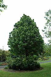 Apollo Sugar Maple (Acer saccharum 'Barrett Cole') at A Very Successful Garden Center