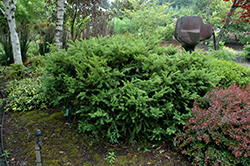 Taunton's Yew (Taxus x media 'Tauntonii') at A Very Successful Garden Center