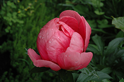 Lovely Rose Peony (Paeonia 'Lovely Rose') at Lakeshore Garden Centres