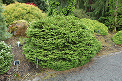 Barnes Oriental Spruce (Picea orientalis 'Barnes') at Stonegate Gardens