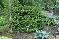 Shadow's Broom Oriental Spruce (Picea orientalis 'Shadow's Broom') at Lakeshore Garden Centres