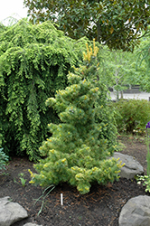 Goldilocks White Pine (Pinus parviflora 'Goldilocks') at A Very Successful Garden Center