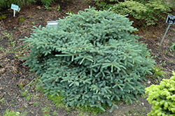 Prostrate Alcock's Spruce (Picea alcoquiana 'Prostrata') at A Very Successful Garden Center