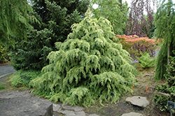 Silver Mist Deodar Cedar (Cedrus deodara 'Silver Mist') at A Very Successful Garden Center