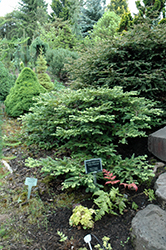Kelly's Prostrate Coast Redwood (Sequoia sempervirens 'Kelly's Prostrate') at Stonegate Gardens