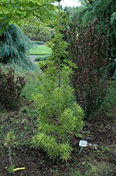 Green Star Umbrella Pine (Sciadopitys verticillata 'Green Star') at Lakeshore Garden Centres