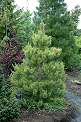 Gold Coin Scotch Pine (Pinus sylvestris 'Gold Coin') at A Very Successful Garden Center