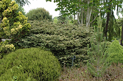 Cantab Coast Redwood (Sequoia sempervirens 'Cantab') at A Very Successful Garden Center