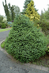 Sugarloaf Sitka Spruce (Picea sitchensis 'Sugarloaf') at A Very Successful Garden Center
