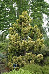Dwarf Golden Hinoki Falsecypress (Chamaecyparis obtusa 'Nana Lutea') at A Very Successful Garden Center