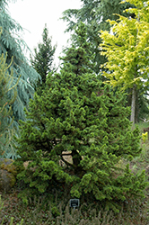 Green Knight Dwarf Cedar of Lebanon (Cedrus libani 'Green Knight') at Lakeshore Garden Centres