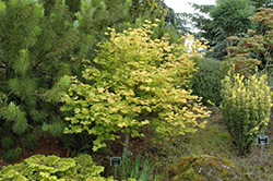 Sunglow Vine Maple (Acer circinatum 'Sunglow') at Stonegate Gardens