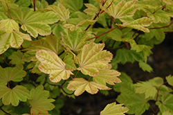 Sunglow Vine Maple (Acer circinatum 'Sunglow') at Stonegate Gardens