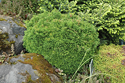 Green Globe Lawson Falsecypress (Chamaecyparis lawsoniana 'Green Globe') at Lakeshore Garden Centres