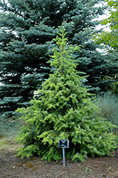 Golden Serbian Spruce (Picea omorika 'Aurea') at Lakeshore Garden Centres