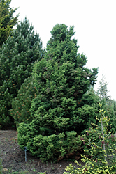 Jindai Japanese Cedar (Cryptomeria japonica 'Jindai') at A Very Successful Garden Center