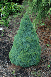 Blue Wonder Dwarf Spruce (Picea glauca 'Blue Wonder') at Stonegate Gardens