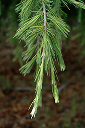 Albospica Deodar Cedar (Cedrus deodara 'Albospica') at Stonegate Gardens