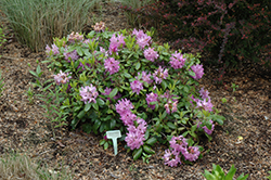 Minnetonka Rhododendron (Rhododendron 'Minnetonka') at Stonegate Gardens