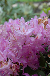 Minnetonka Rhododendron (Rhododendron 'Minnetonka') at A Very Successful Garden Center