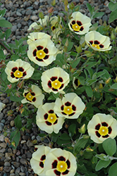 Merrist Wood Cream Rockrose (Halimiocistus x wintonensis 'Merrist Wood Cream') at A Very Successful Garden Center
