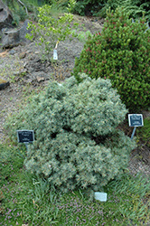 Pygmy Deodar Cedar (Cedrus deodara 'Pygmy') at A Very Successful Garden Center
