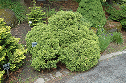 Silver Lode Falsecypress (Chamaecyparis pisifera 'Silver Lode') at A Very Successful Garden Center