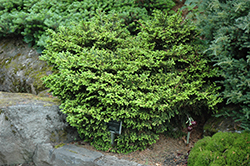 Mount Vernon Oriental Spruce (Picea orientalis 'Mount Vernon') at Stonegate Gardens