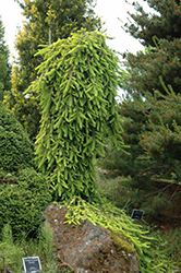 Gold Drift Norway Spruce (Picea abies 'Gold Drift') at Stonegate Gardens