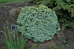 Blue Pearl Colorado Spruce (Picea pungens 'Blue Pearl') at A Very Successful Garden Center