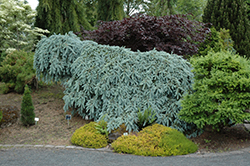 The Blues Colorado Blue Spruce (Picea pungens 'The Blues') at Lakeshore Garden Centres