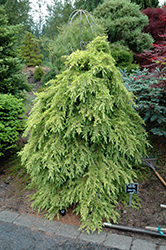 Mountain Beauty Deodar Cedar (Cedrus deodara 'Mountain Beauty') at A Very Successful Garden Center