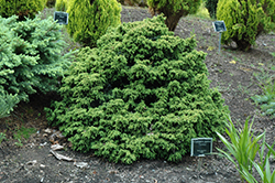 Tansu Dwarf Japanese Cedar (Cryptomeria japonica 'Tansu') at A Very Successful Garden Center